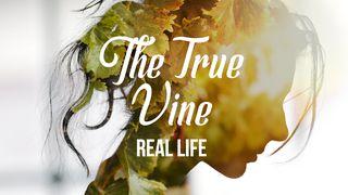 [Real Life] The True Vine John 1:9 Amplified Bible