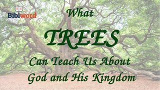 What Trees Can Teach Us About God and His Kingdom Matthew 3:1 New International Version