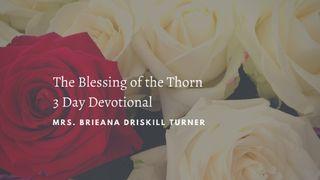 3 Lessons of the Blessing of the Thorn 2 Corinthians 12:8 New International Version